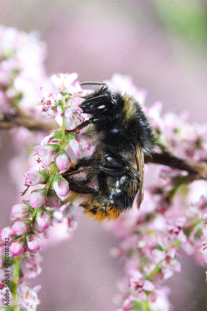 Early-nesting bumblebee, Bombus pratorum feeding in pink flower Early-nesting bumblebee, Bombus pratorum feeding in pink flower