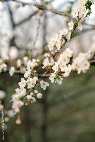with a lot of white,delicate cherry blossom flowers. branches of a blooming plum tree on background of green grass in light of setting sun. huge blooming tree. seasonal trend.natural concept.