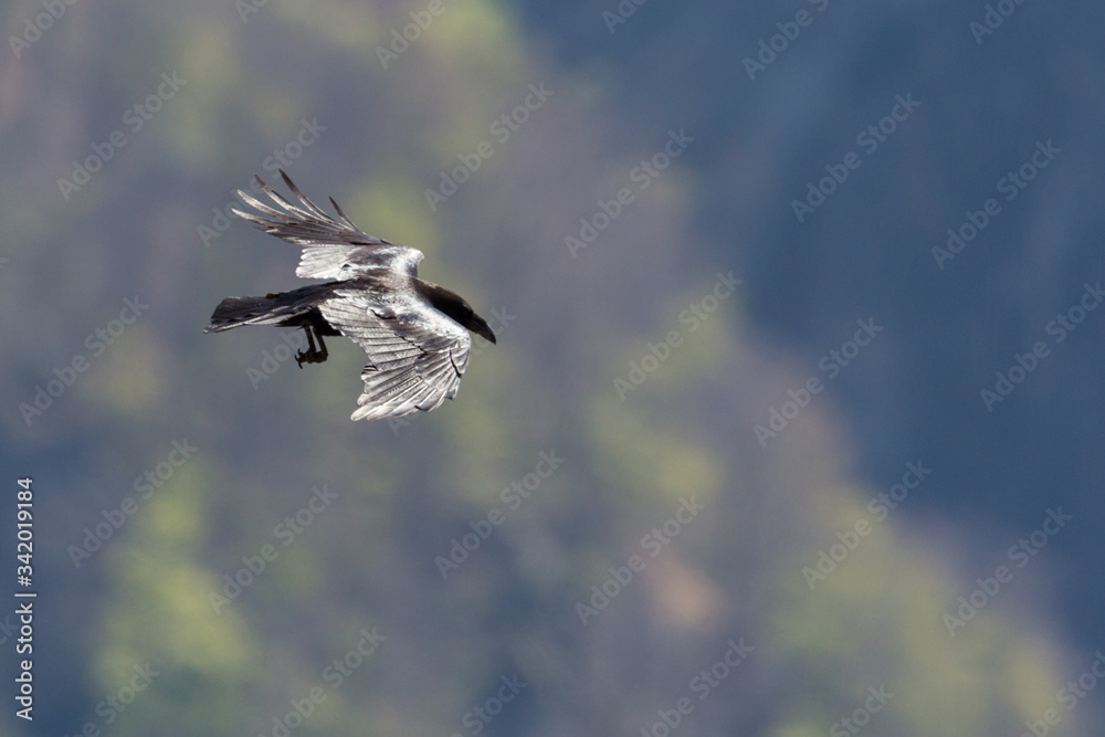 black northern raven (corvus corax) in flight in front of green forest black northern raven (corvus corax) in flight in front of green forest