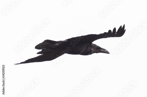 detailed side view flying black northern raven (corvus corax) in white sky