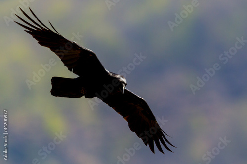 silhouette of flying black northern raven (corvus corax) with green forest