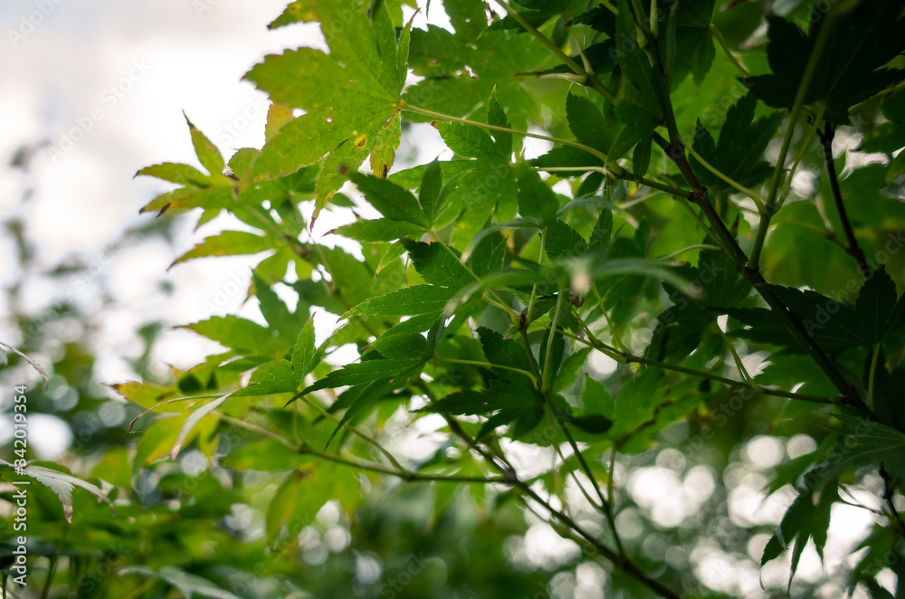 green leaves background green leaves background