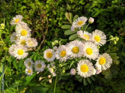 daisies in a field in sunny afternoon