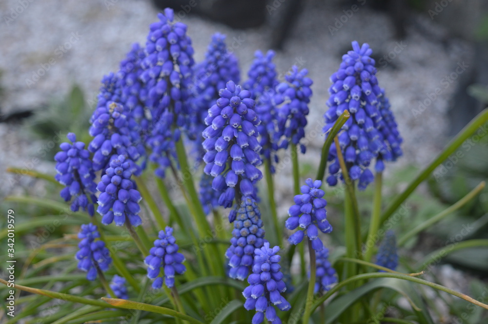 blue flowers in the garden blue flowers in the garden