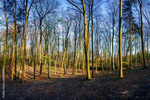 Panoramic view of the beech forest. Forest felling.