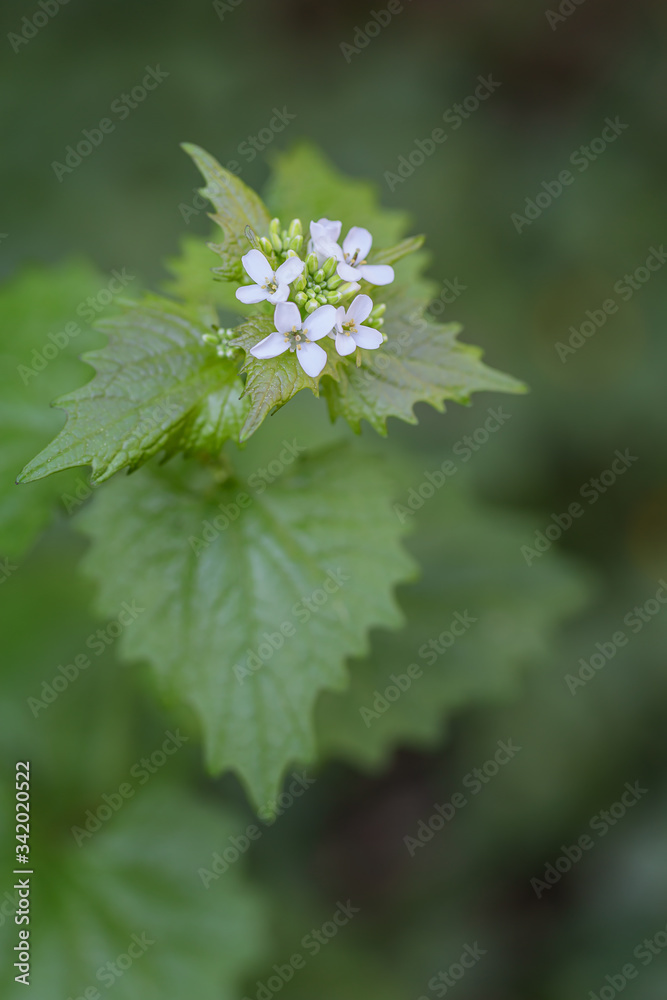 Blühende Knoblauchrauke (Alliaria petiolata) im Frühling