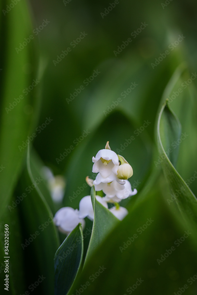 Blühendes Maiglöckchen im Frühling