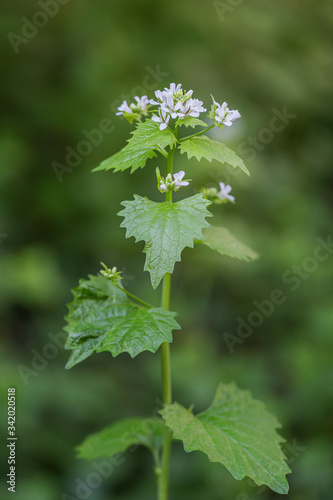 Obraz na płótnie Blühende Knoblauchrauke (Alliaria petiolata) im Frühling w salonie