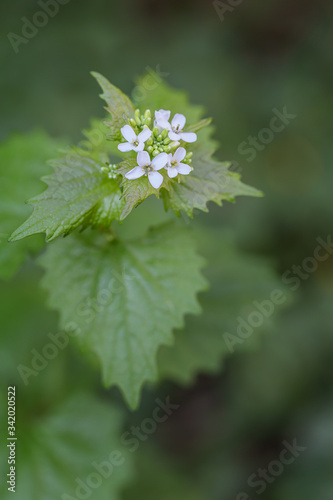 Obraz na płótnie Blühende Knoblauchrauke (Alliaria petiolata) im Frühling w salonie