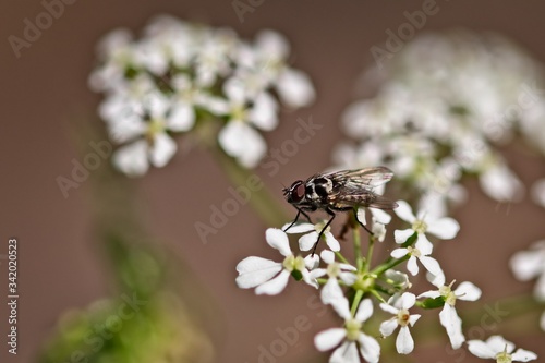 Fly anthomyia procellaris on a flower © warren