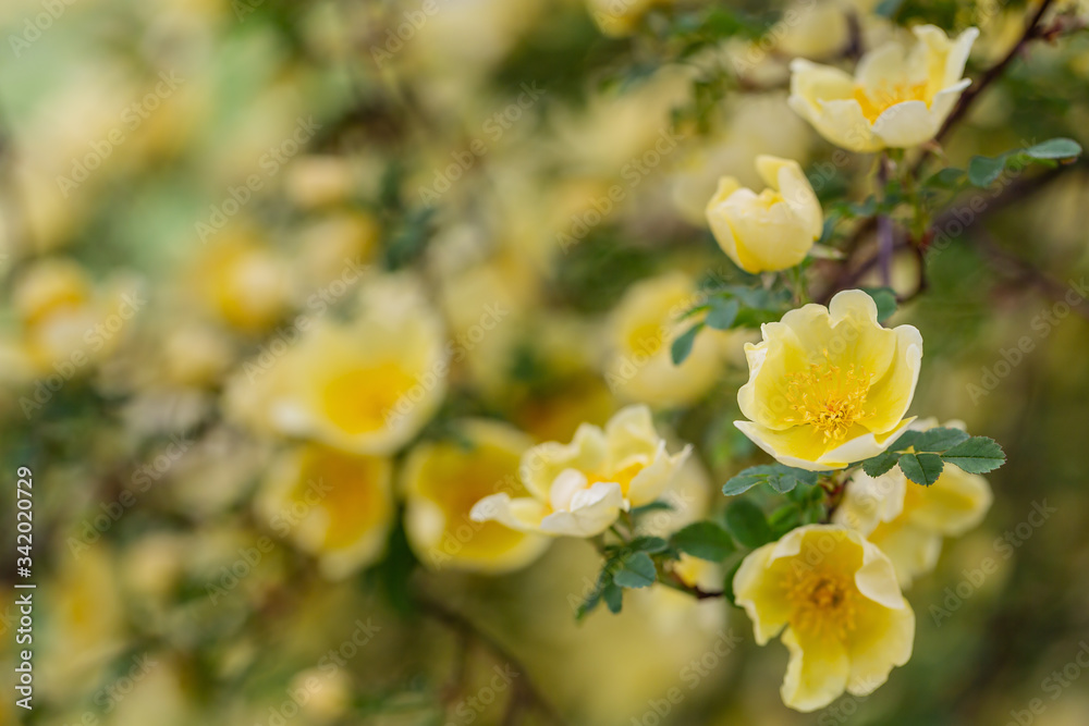 Chinesische Goldrose (Wildrose) - gelbe Blüten an einem Strauch