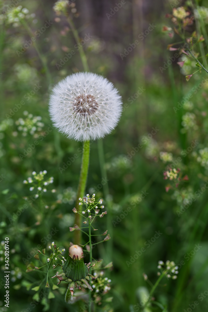 Verblühter Löwenzahn (Pusteblume) auf einer Wiese im Frühling