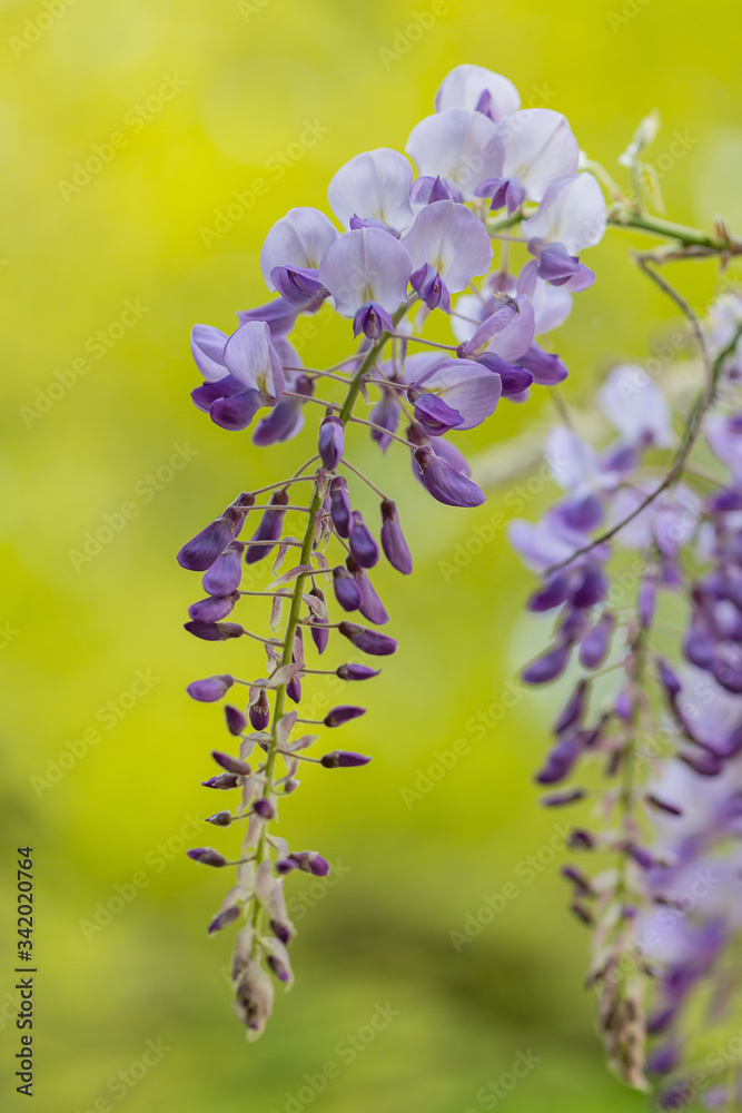 Hängende Blütentrauben der Wisteria (Blauregen) im Frühling