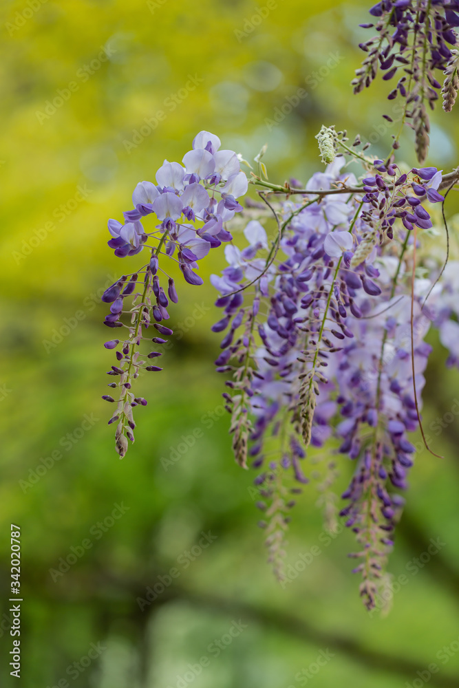 Hängende Blütentrauben der Wisteria (Blauregen) im Frühling