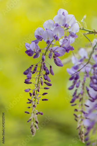Obraz na płótnie Hängende Blütentrauben der Wisteria (Blauregen) im Frühling
w salonie