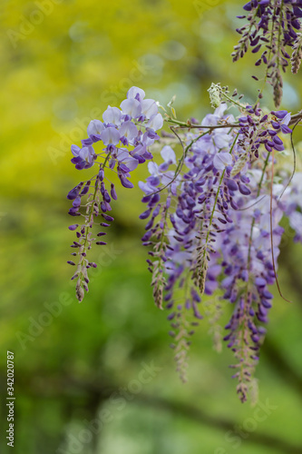 Obraz na płótnie Hängende Blütentrauben der Wisteria (Blauregen) im Frühling
w salonie