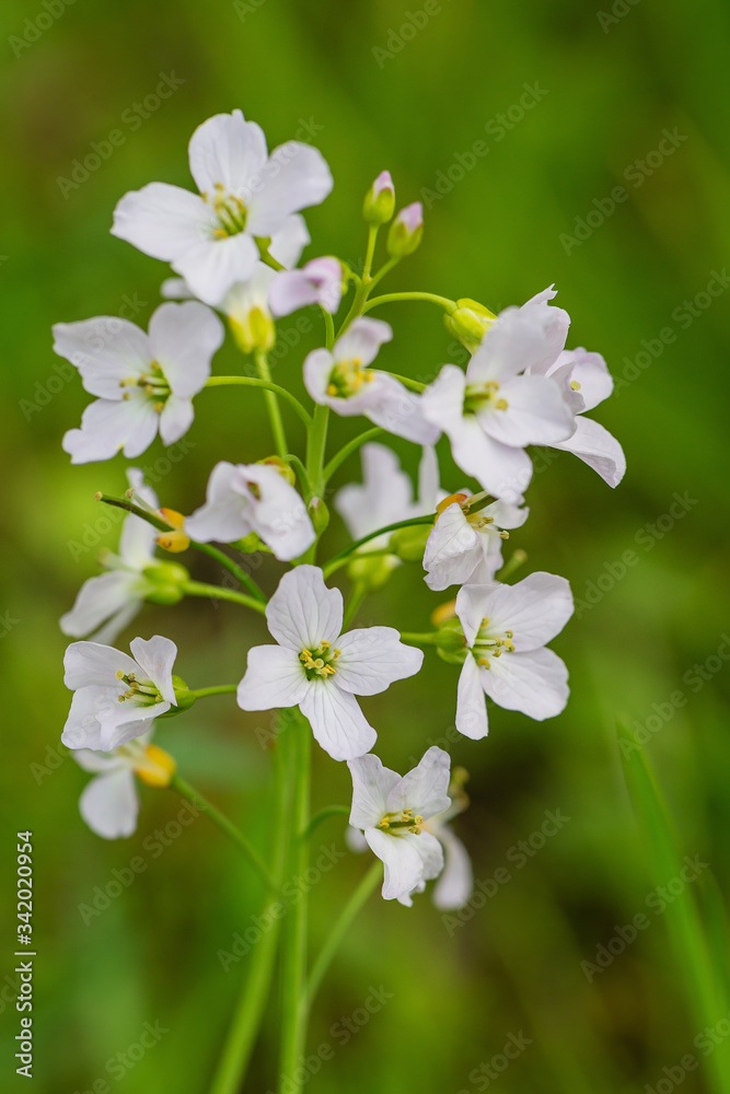Blüten des Wiesen-Schaumkrautes (Cardamine pratensis) im Frühling