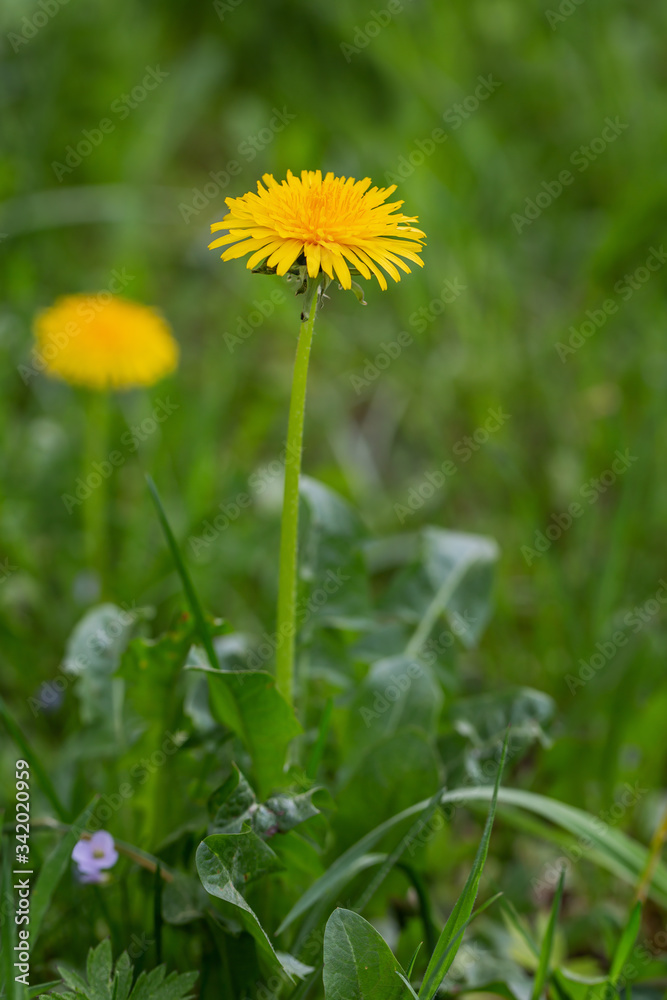 Löwenzahn auf einer Wiese im Frühling