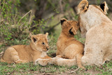 Lioness cub loving her mother, Masai Mara