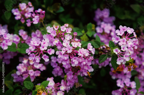 small purple flowers on a Bush