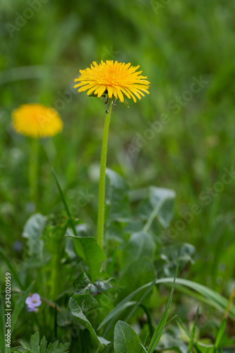 Obraz na płótnie Löwenzahn auf einer Wiese im Frühling w salonie