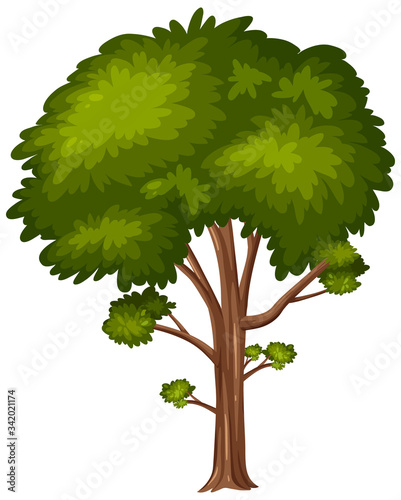 One big tree on white background