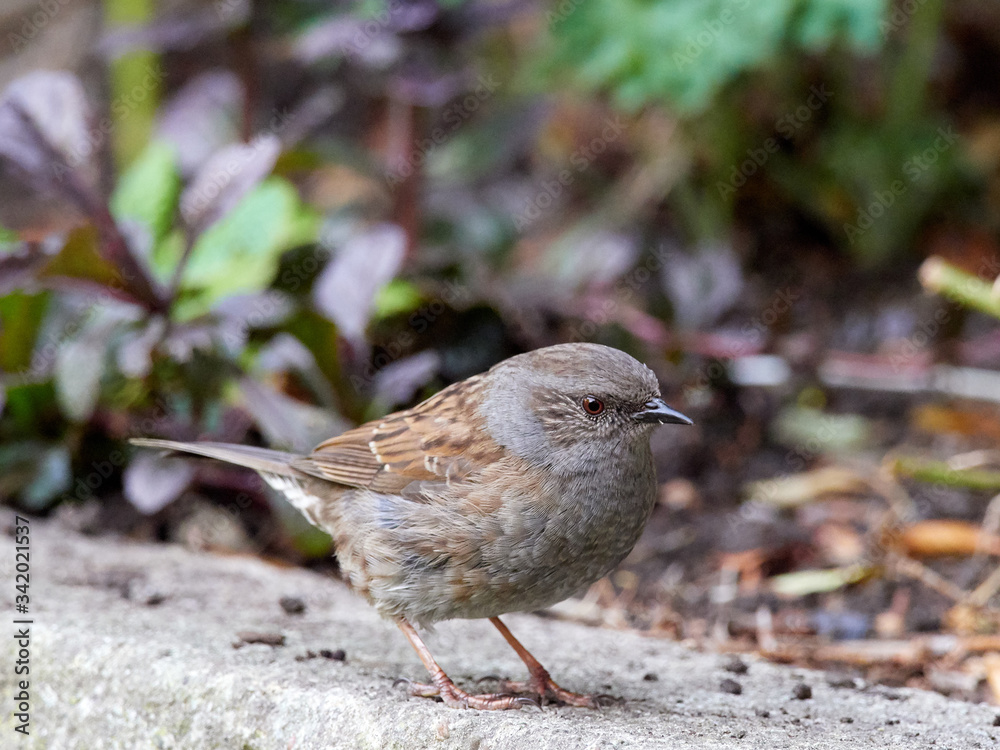 A Dunnock (Prunella modularis) on the ground in a back garden early in the morning while looking for food. A Dunnock (Prunella modularis) on the ground in a back garden early in the morning while looking for food.
