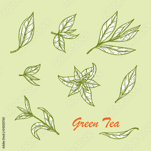 Hand drawn engraving style Green tea leaves set. Vector illustration
