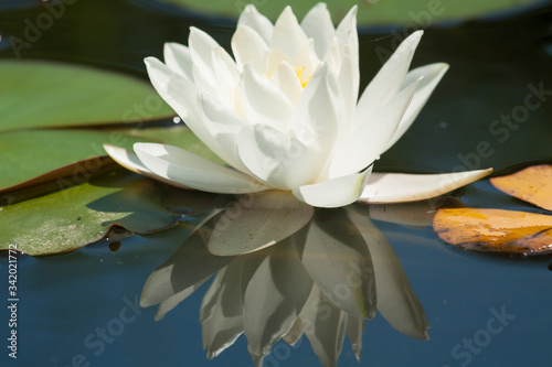 One white water liliy on water of pond, lilium, recorded in Saint Constantine and Helena resort, Bulgaria.