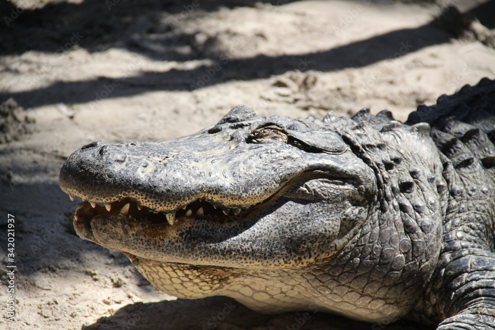 Fototapeta premium Alligator wild reptile in wetland everglades 