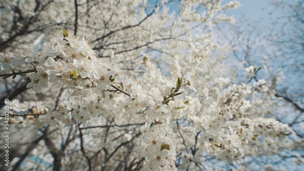 the cherry tree bloomed in spring the cherry tree bloomed in spring