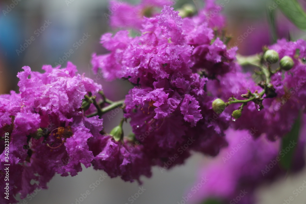 purple lilac flowers