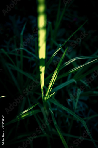 green grass in the sun