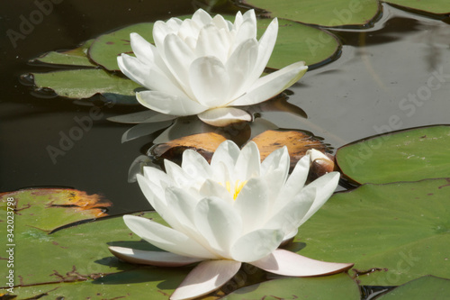 Two white water liliies on water of pond  lilium  recorded in Saint Constantine and Helena resort  Bulgaria.