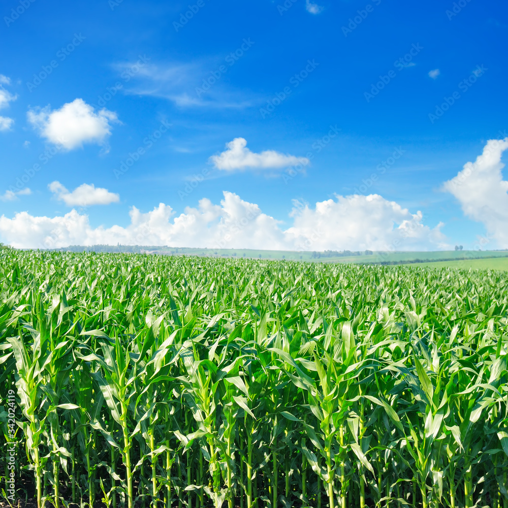 Green corn field and bright blue sky. Green corn field and bright blue sky.