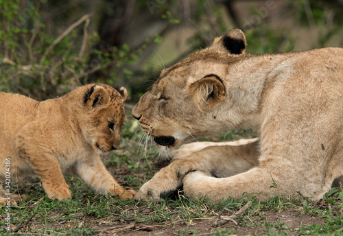 Lioness loving her cub, Masai Mara