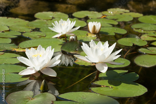 Three white water lili  es on water of pond  lilium  Saint Constantine and Helena resort  Bulgaria.