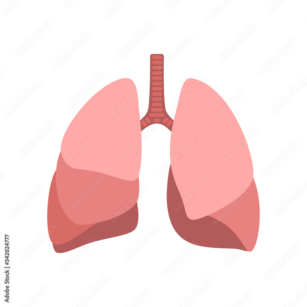 Hand drawn vector card with cartoon human lung isolated on white background. Healthy lung. Abstract pulmonology. Anatomy, medicine and health care concept. Medical pulmonological care Hand drawn vector card with cartoon human lung isolated on white background. Healthy lung. Abstract pulmonology. Anatomy, medicine and health care concept. Medical pulmonological care