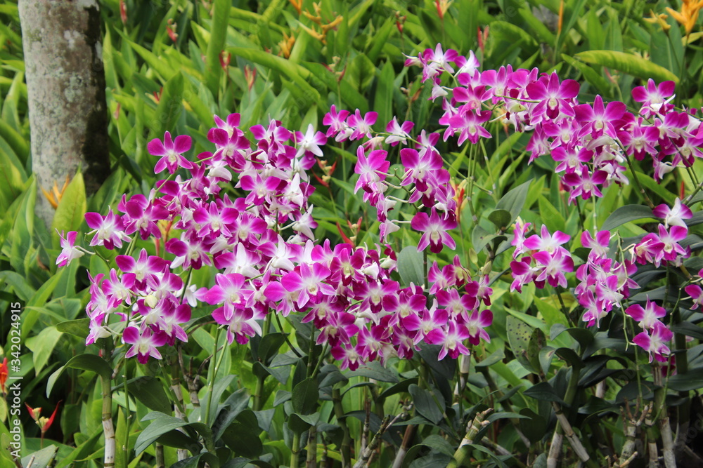 Orchids in Singapore