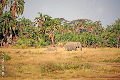 Elephants in the savannah in Kenya. 