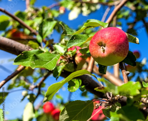 Red apples on a branch on a background of foliage and blue sky in the garden in summer
