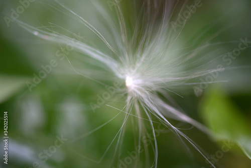Wind Blowing Dandelion