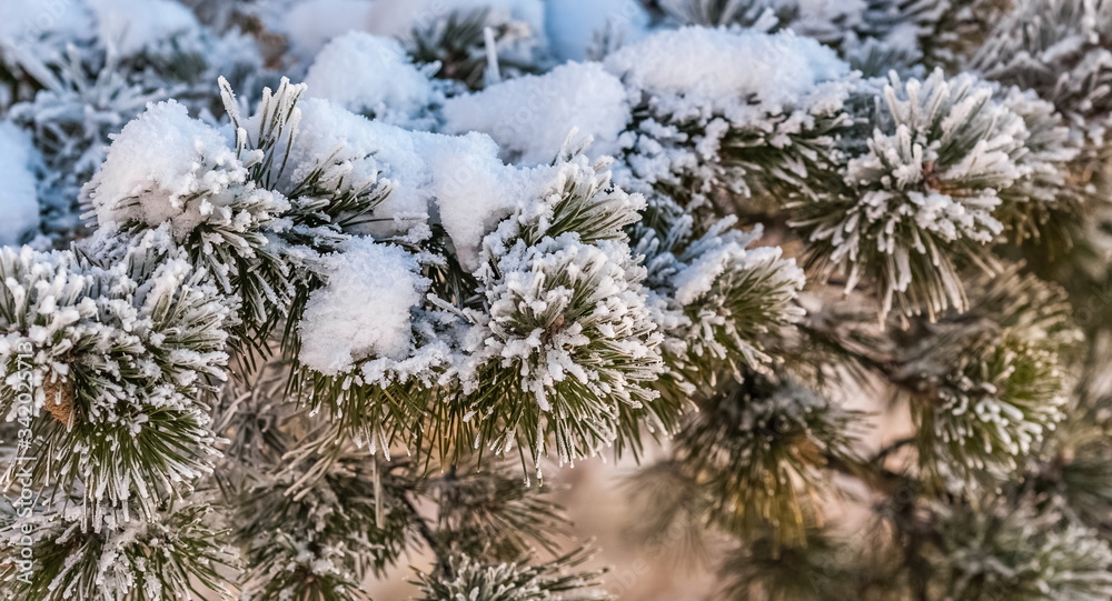 Pine branches with cones with snow close-up in winter