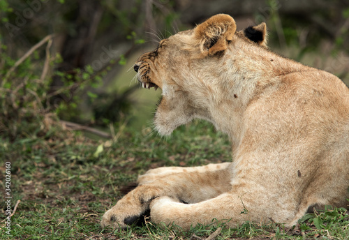 Lioness yawning, Masai Mara