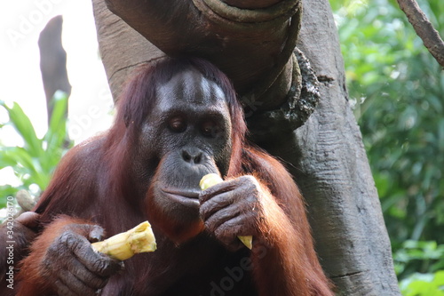Momma orangutan photo