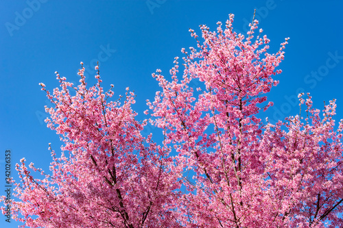Beautiful Pink Crabapple Tree and a Blue Sky Background at Rainey Park in Astoria Queens New York