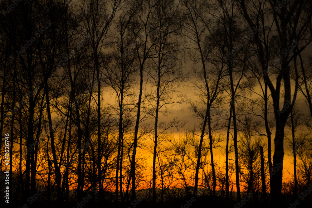 Silhouette of trees on sunset background. Trees with orange sky on evening Silhouette of trees on sunset background. Trees with orange sky on evening