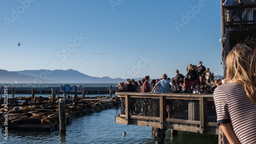 sea lions at Pier 39 with tourists, San Francisco photo