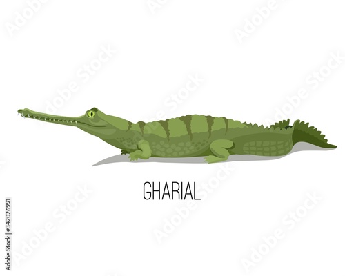 Gharial crocodile reptile animal. Nature and wildlife illustration.