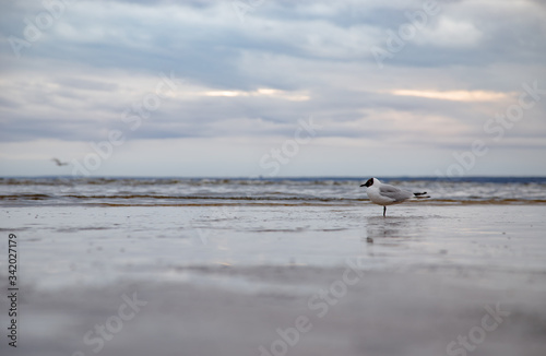 Art-photo. A lonely Seagull on the beach. Bottom view.